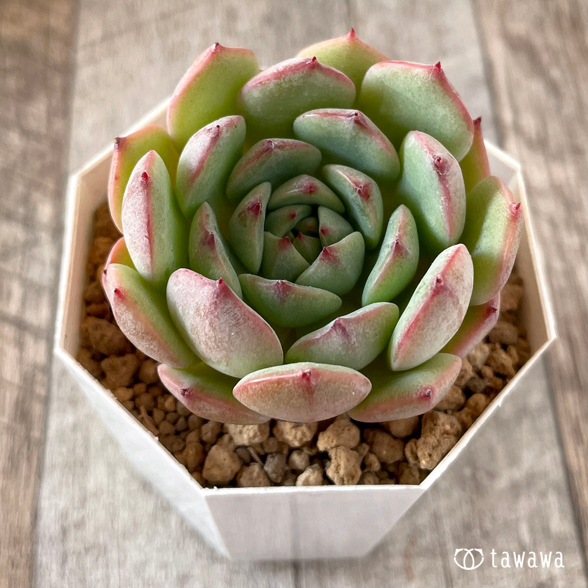 블랙 팬더
