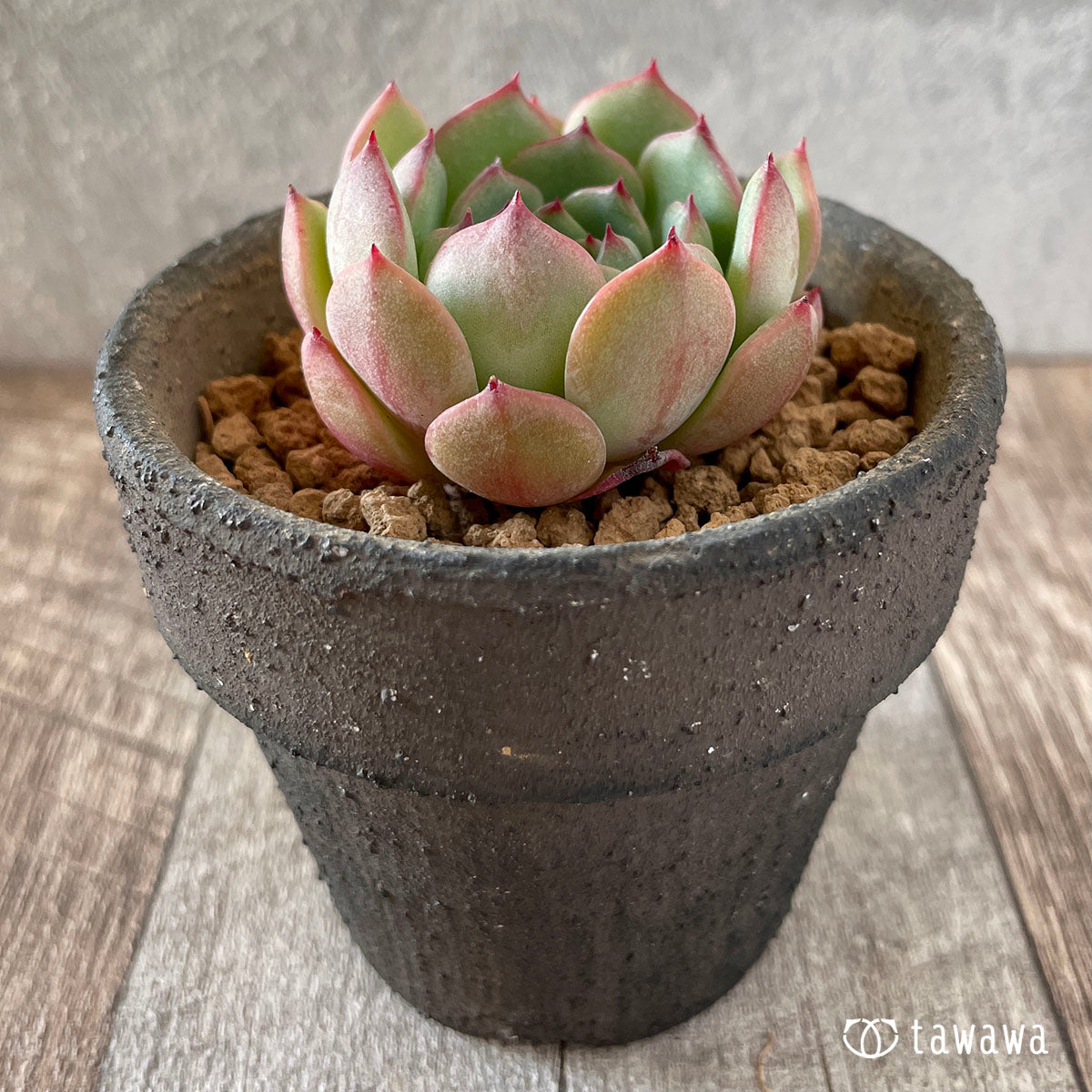 블랙 팬더