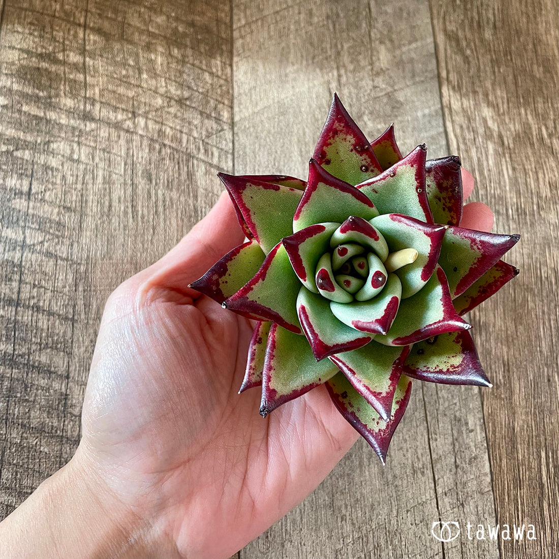 New Arrivals: Ice Green