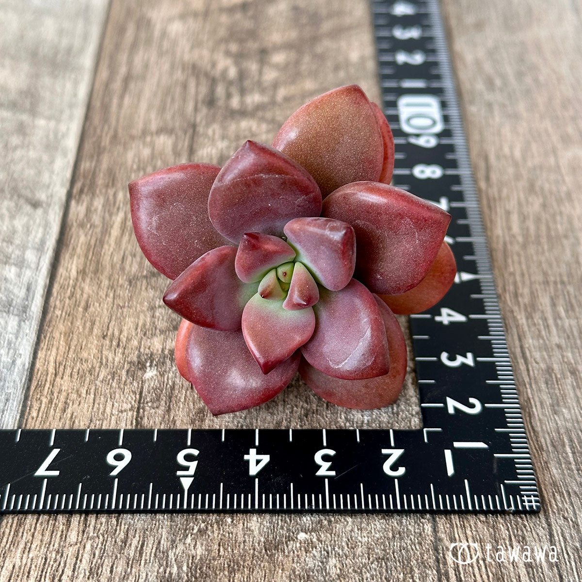 New Arrival* Cubic Frost