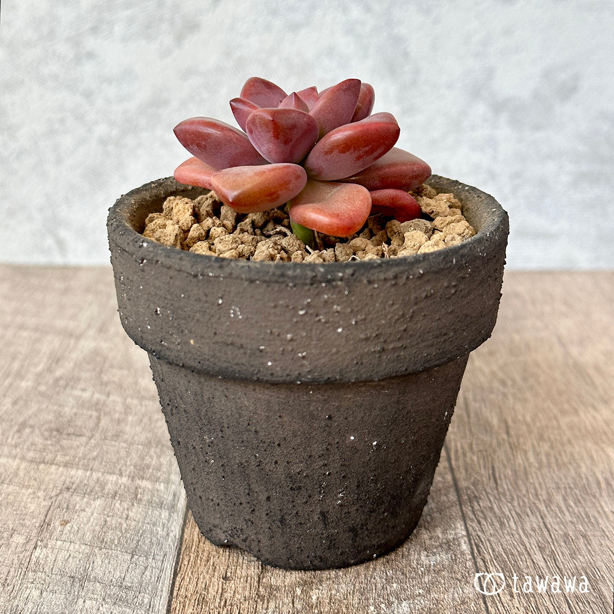 New Arrival* Cubic Frost