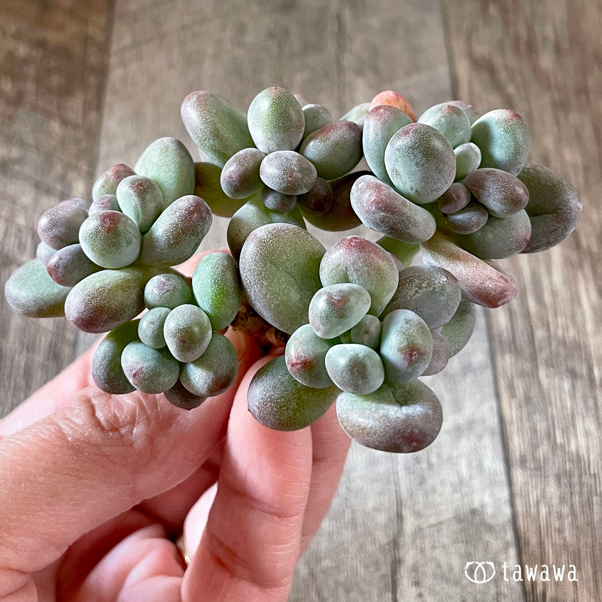 New Arrivals: Ice Green
