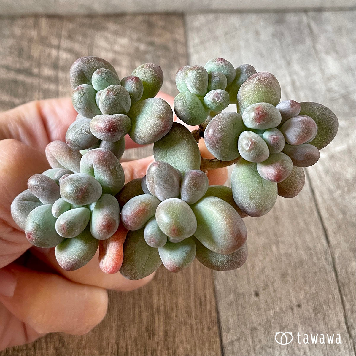New Arrivals: Ice Green
