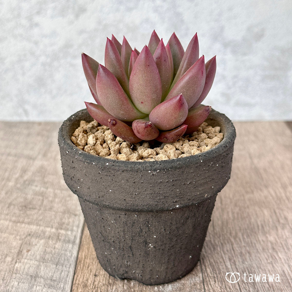 New Arrival* Cubic Frost