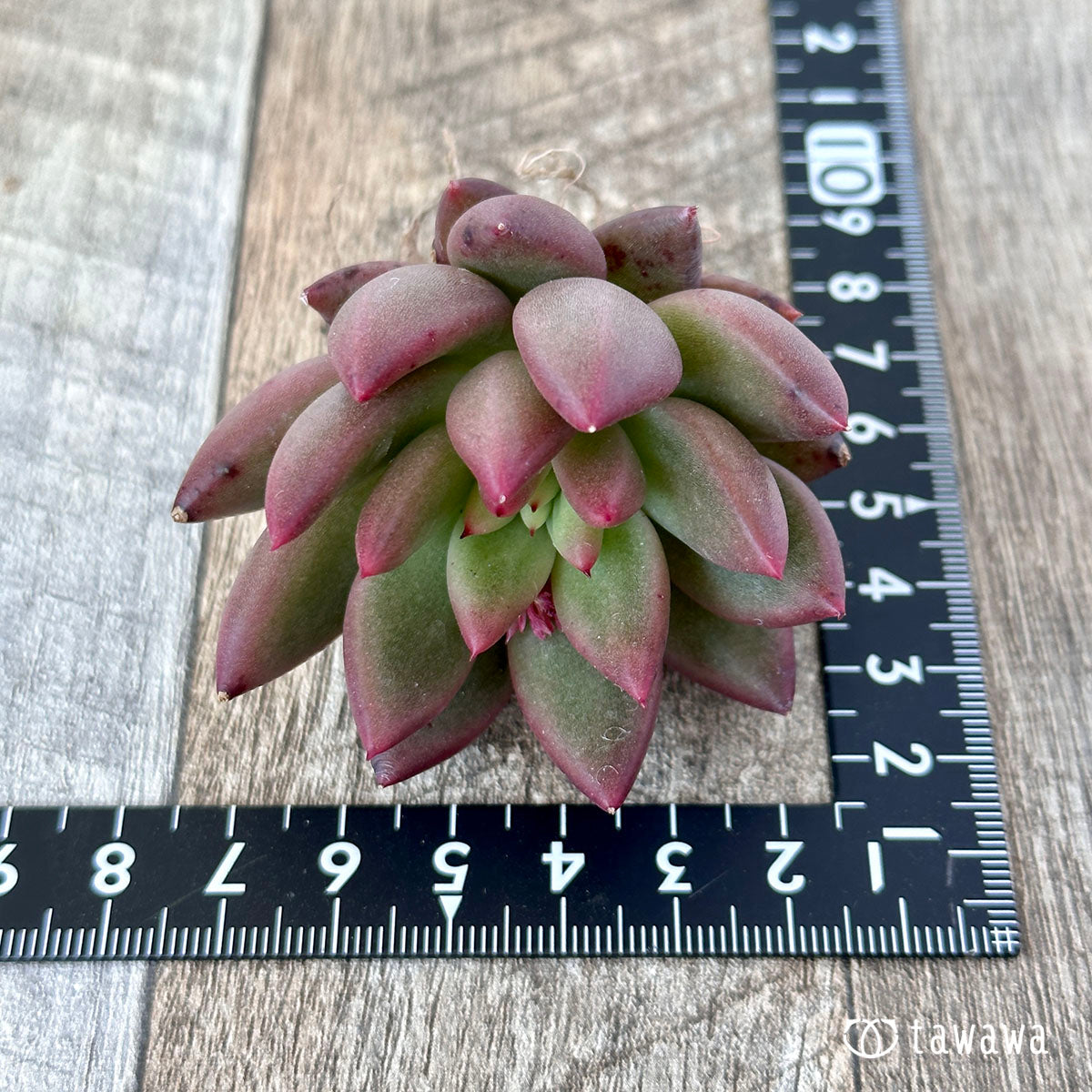 New Arrival* Cubic Frost