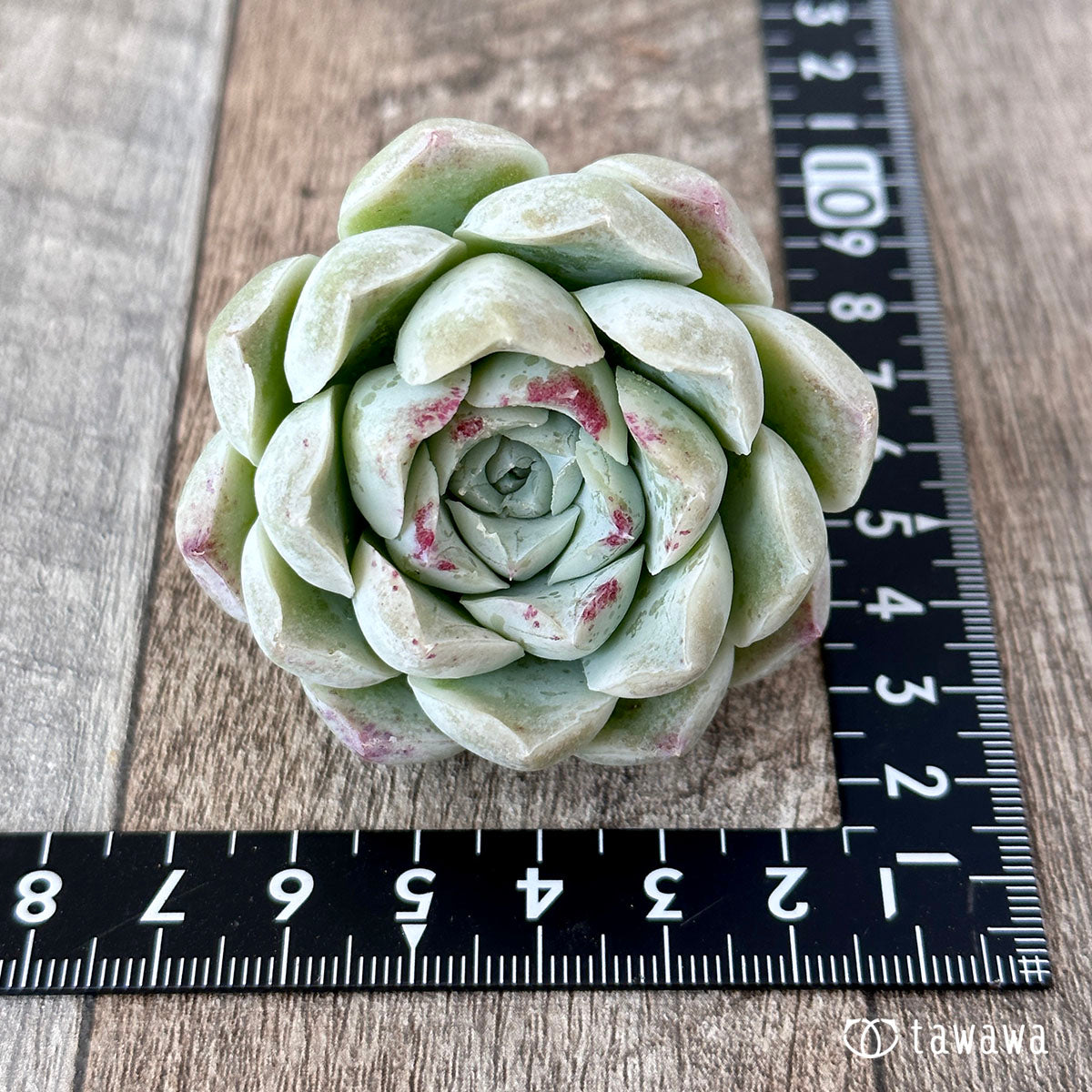 장미 달 그림자