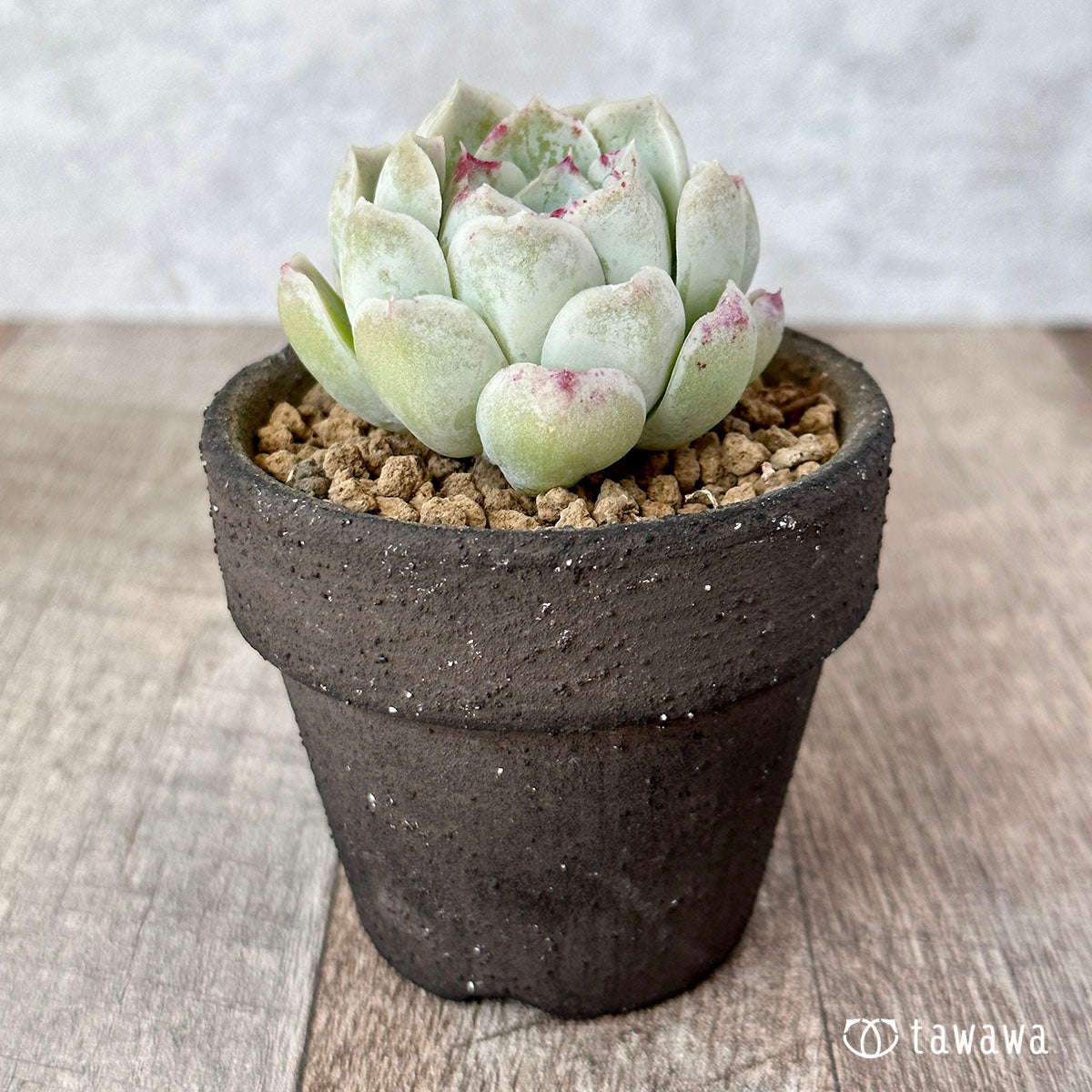 장미 달 그림자