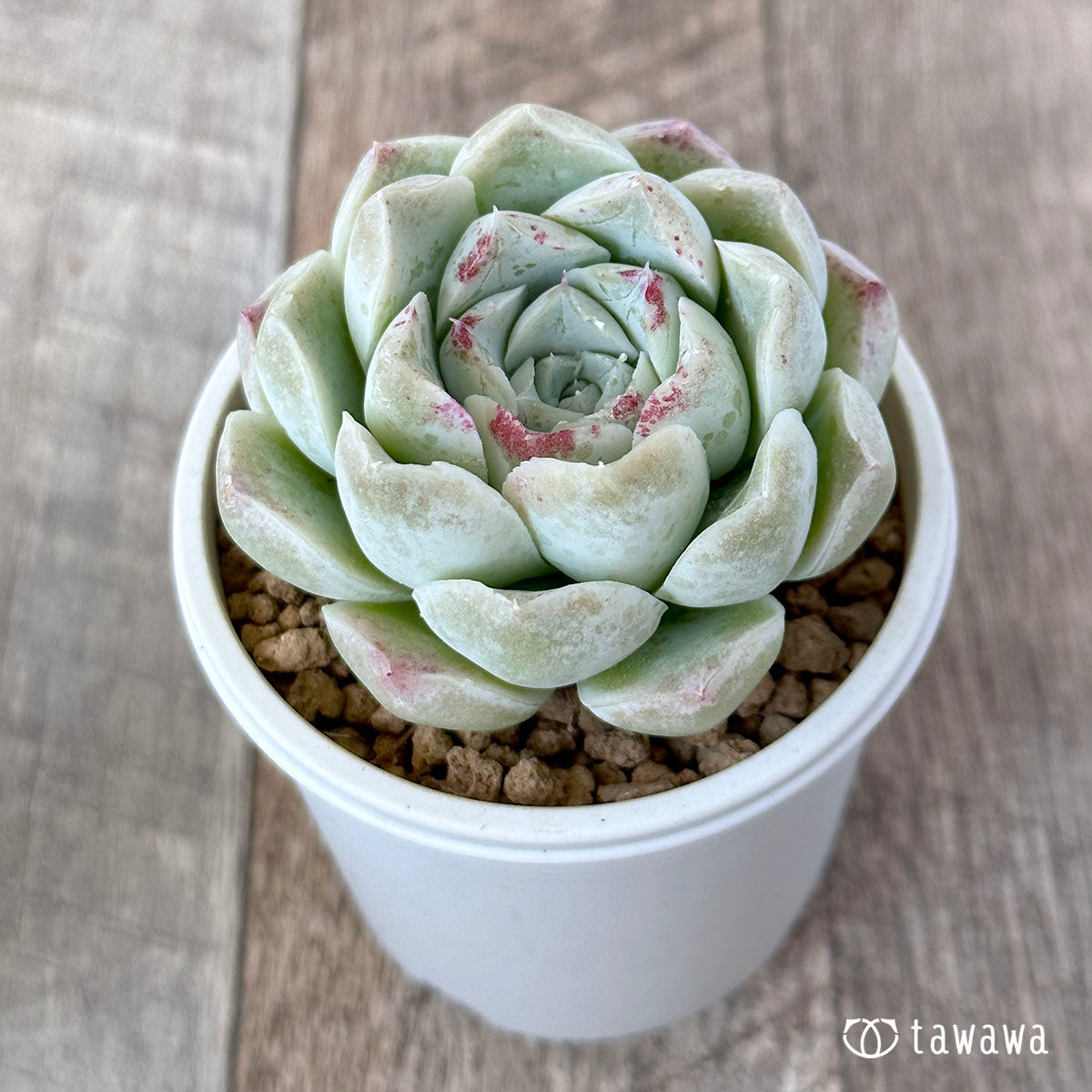 バラ月影