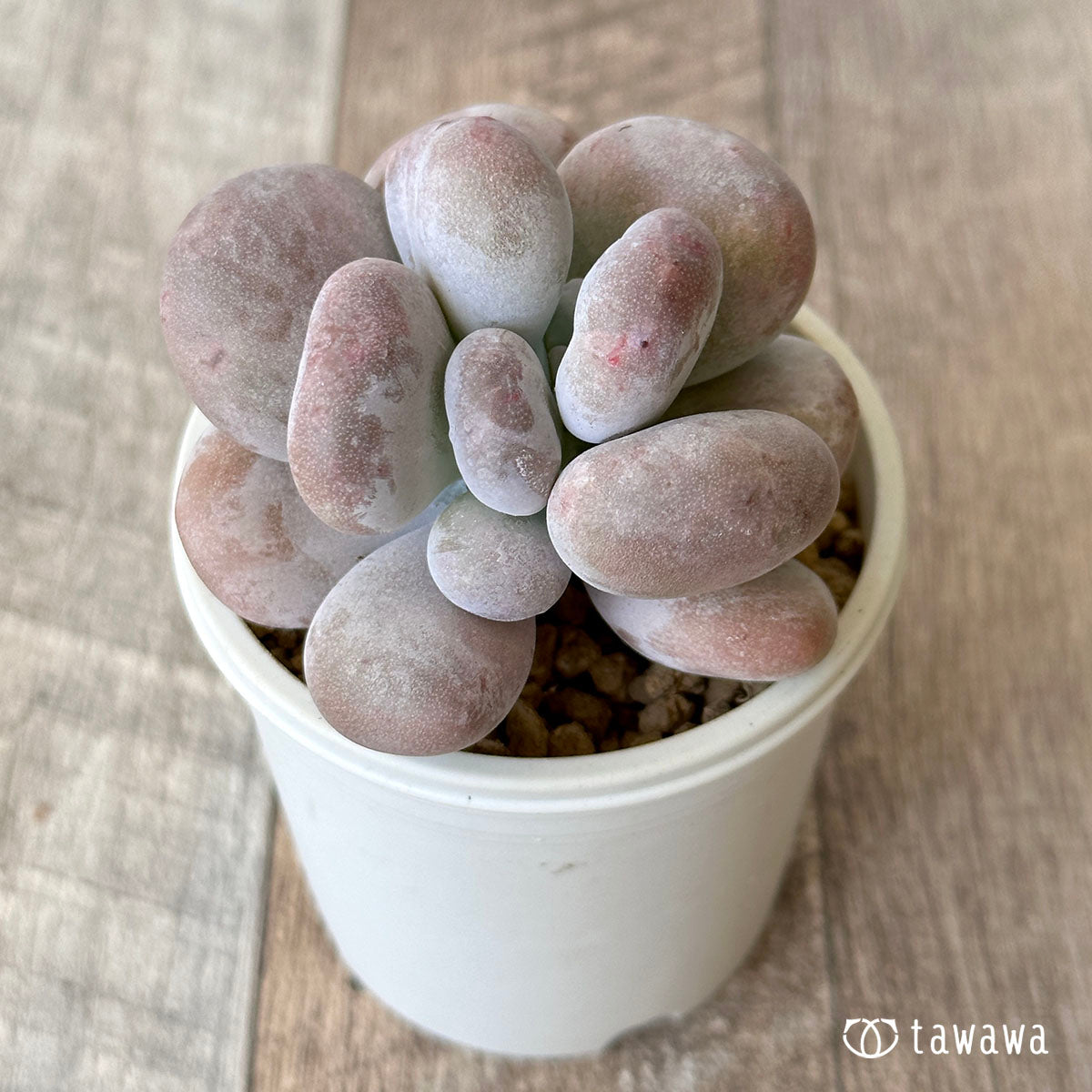 New Arrival* Cubic Frost