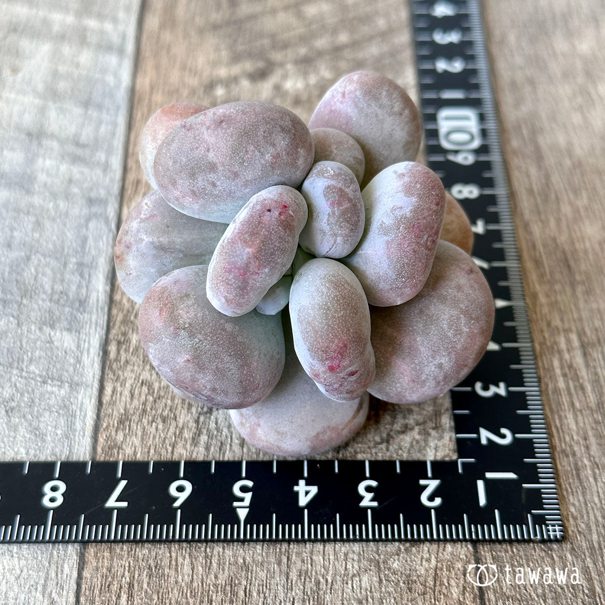 New Arrival* Cubic Frost
