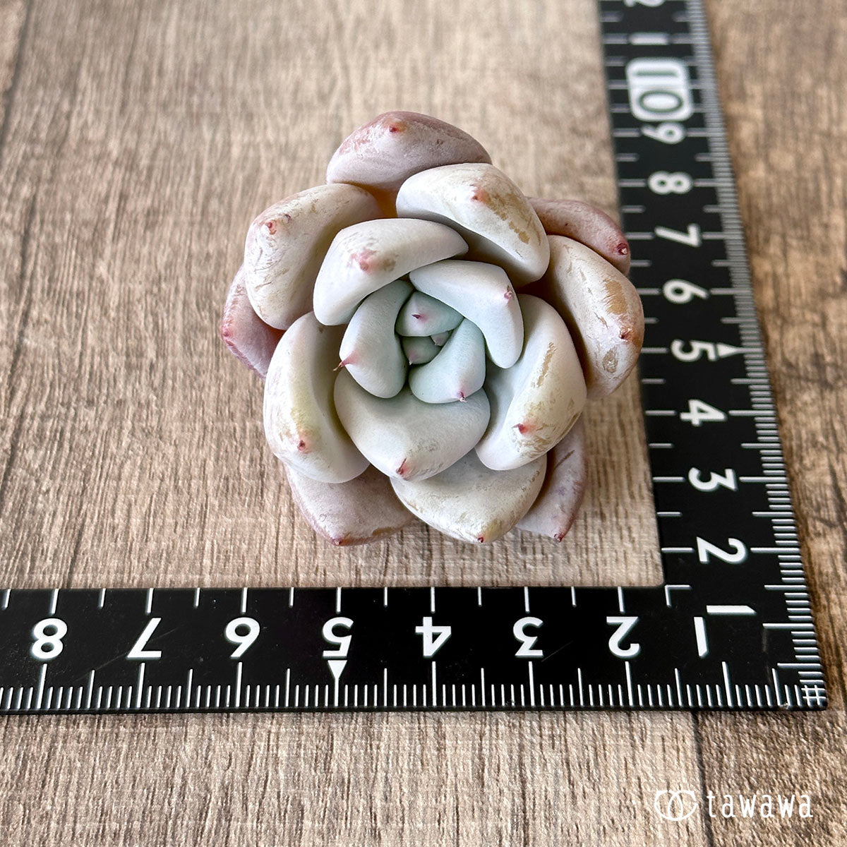 New Arrival* Cubic Frost