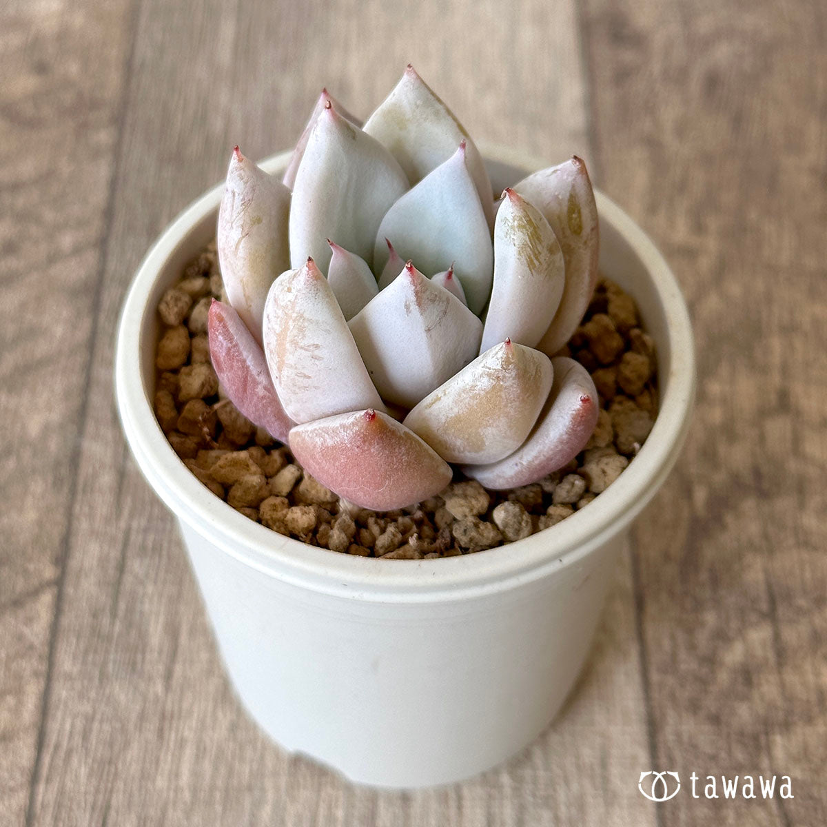 멕시칸 자이언트