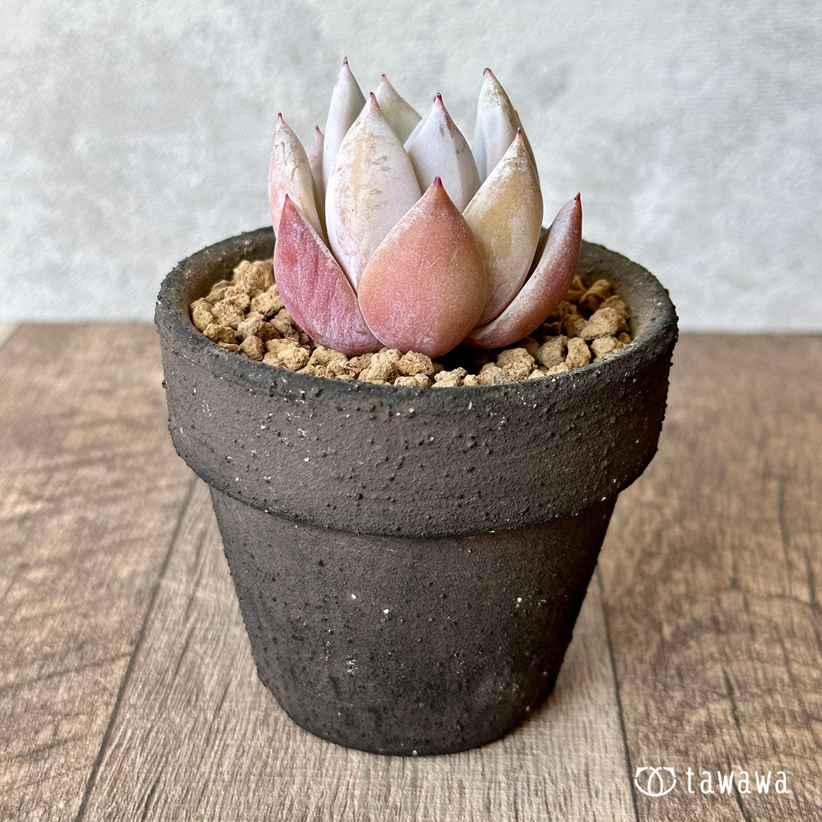 New Arrival* Cubic Frost