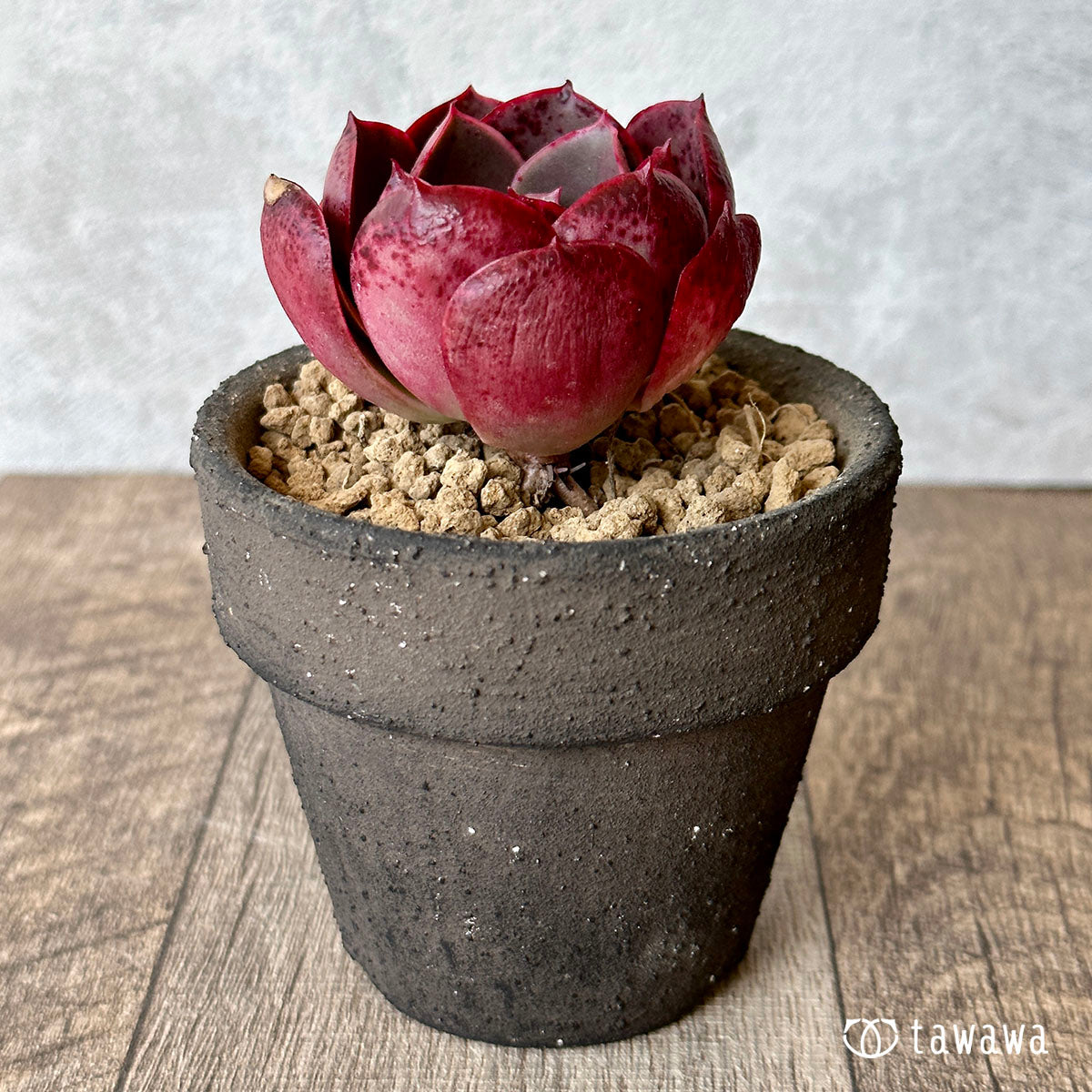 New Arrival* Cubic Frost