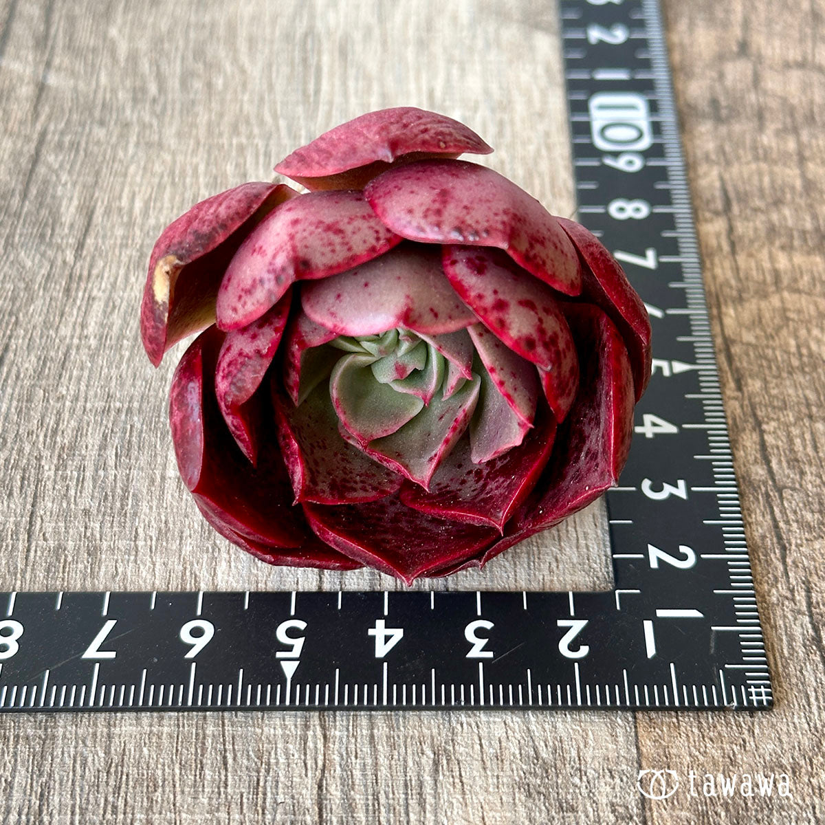 New Arrival* Cubic Frost