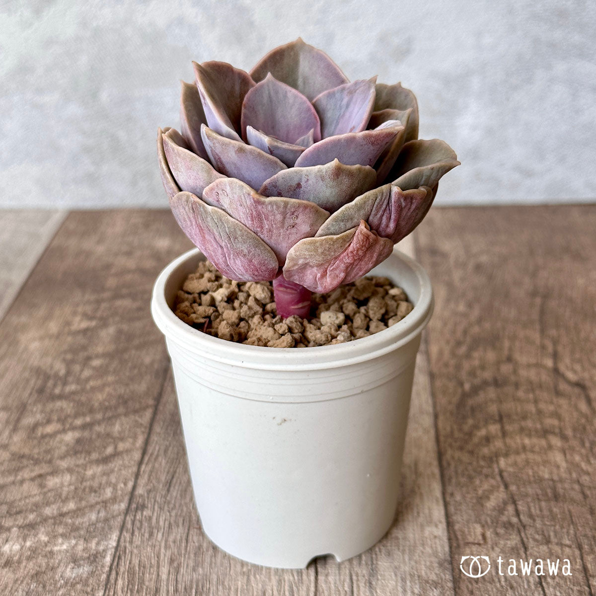 New Arrival* Cubic Frost