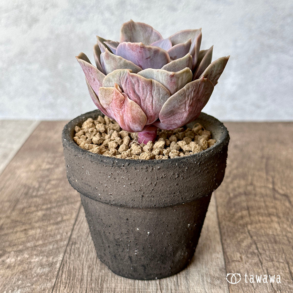 New Arrival* Cubic Frost