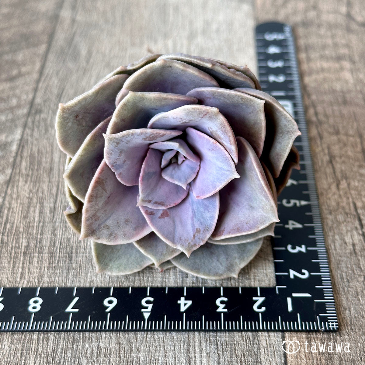 New Arrival* Cubic Frost