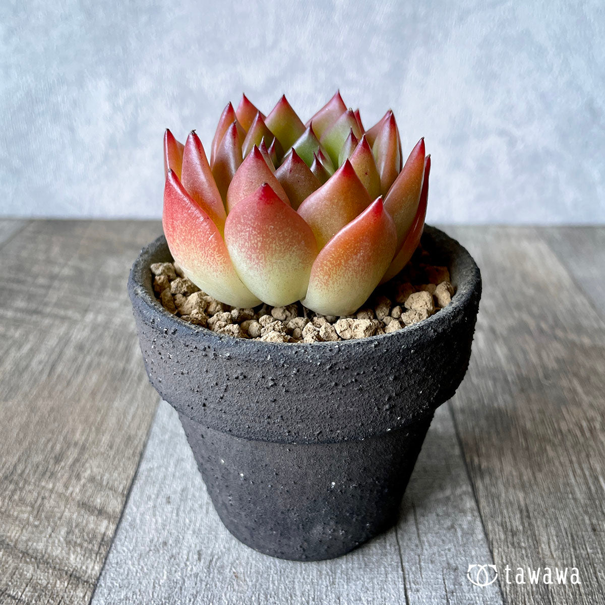 New Arrival* Cubic Frost