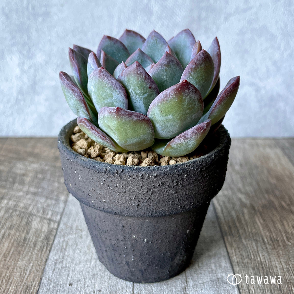 밀 클로즈