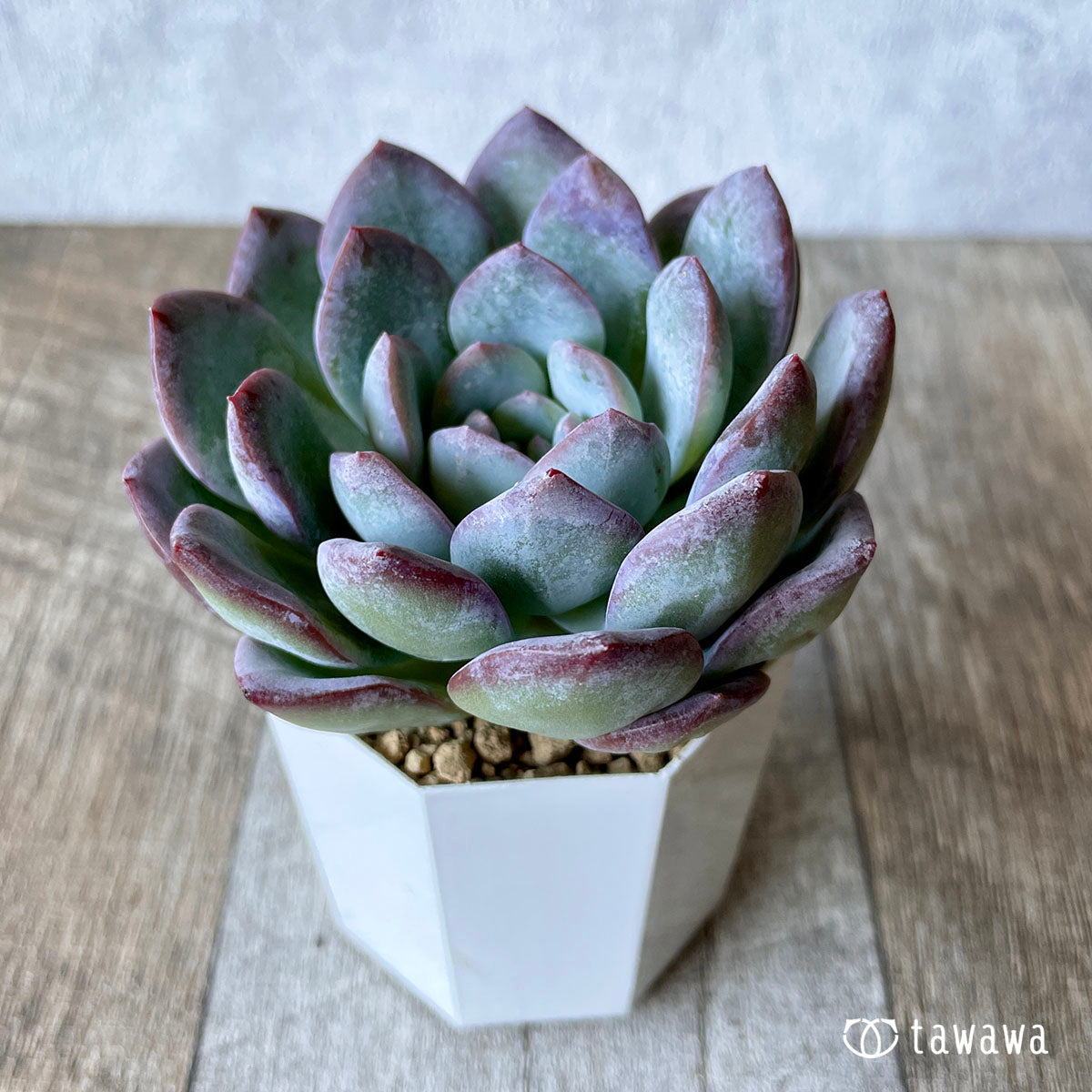 밀 클로즈