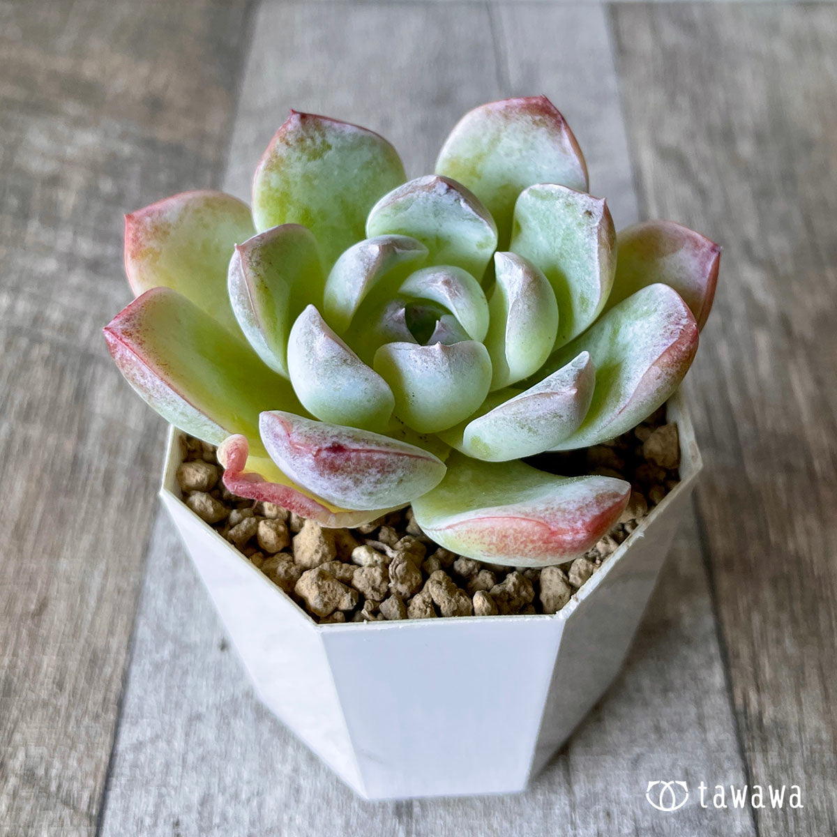 요요