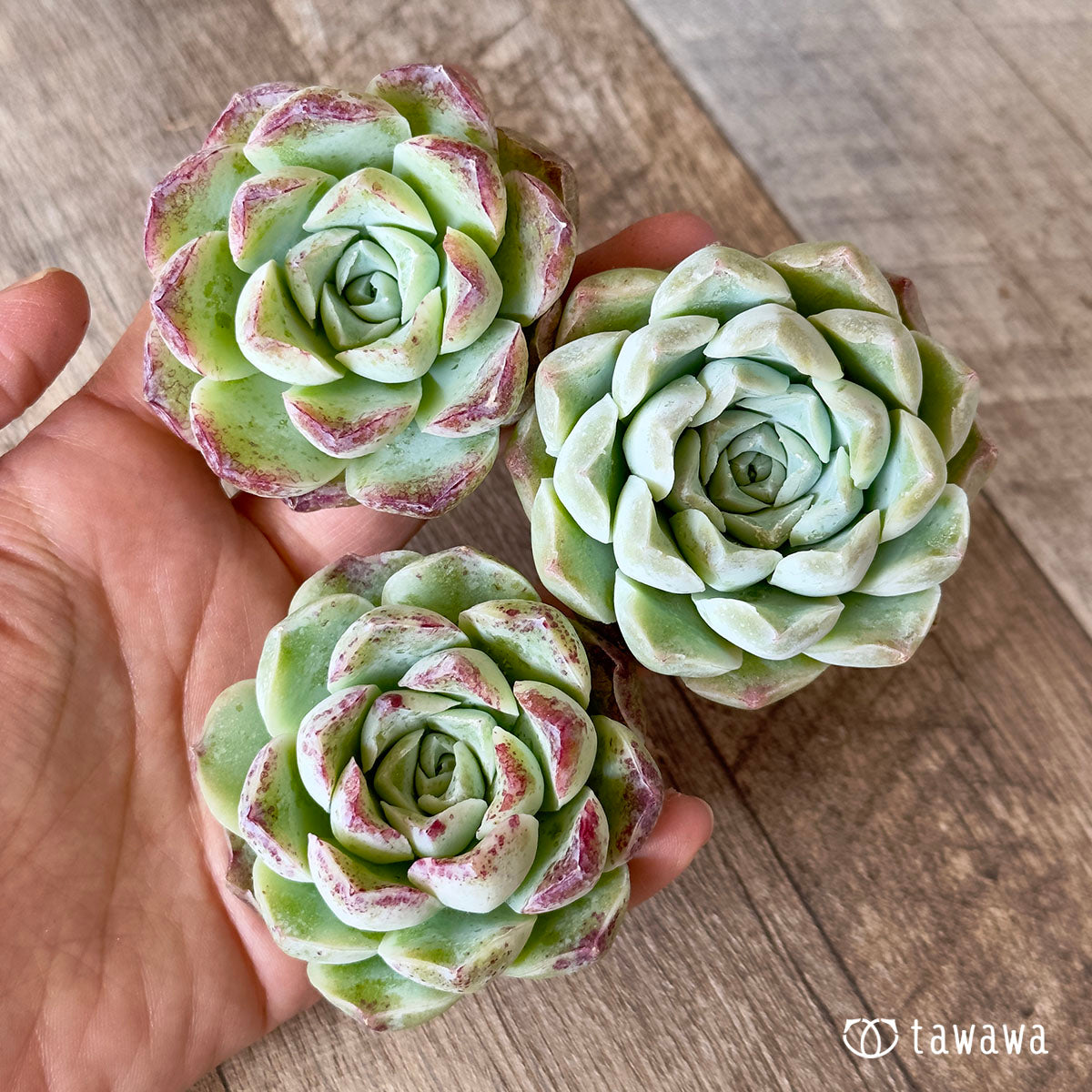 장미 달 그림자