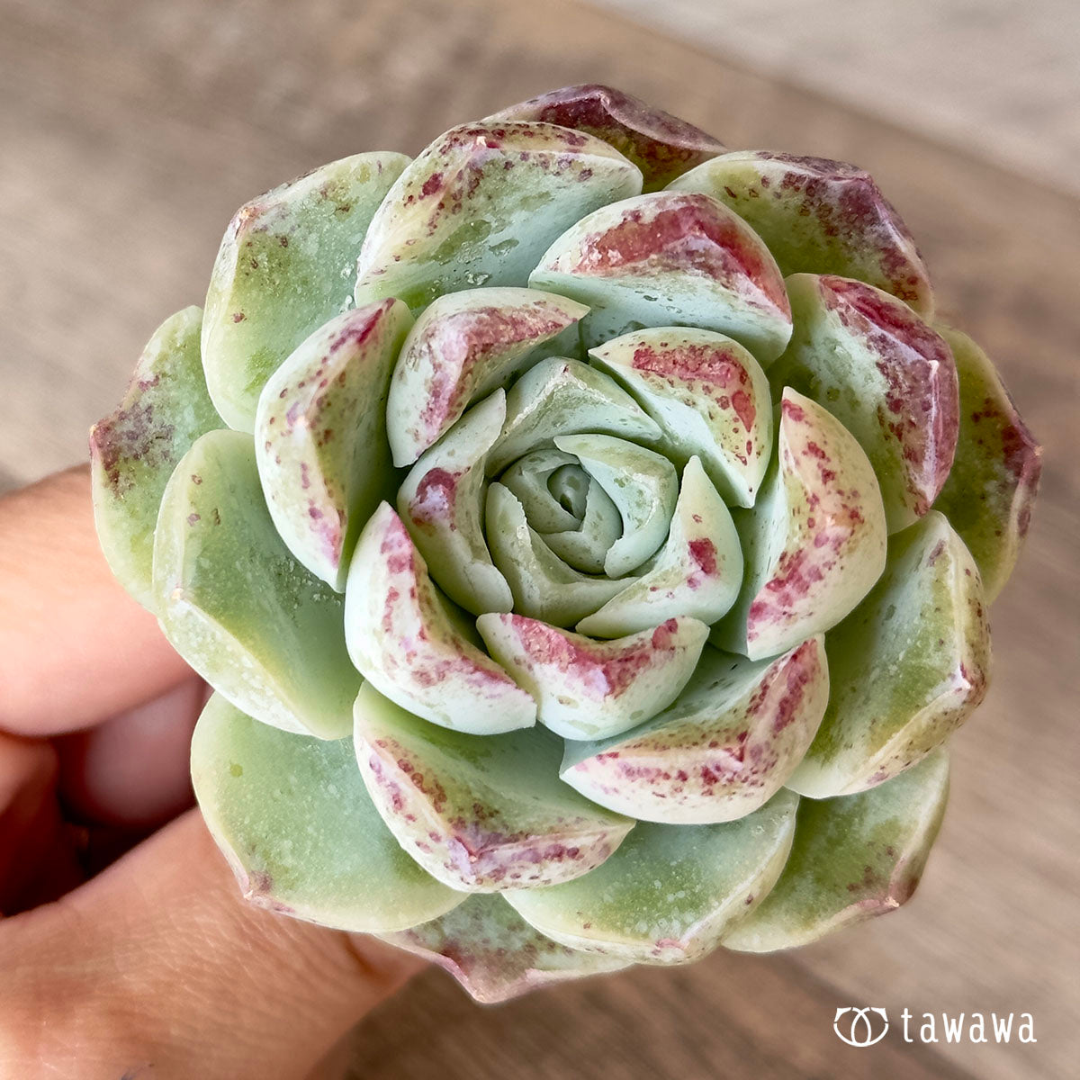 장미 달 그림자