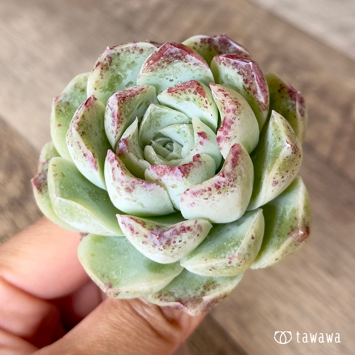 장미 달 그림자