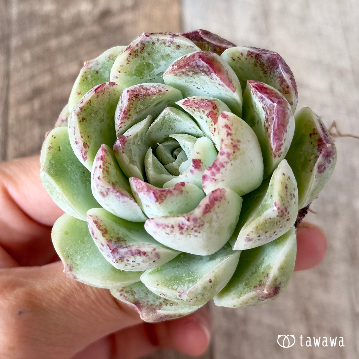 장미 달 그림자