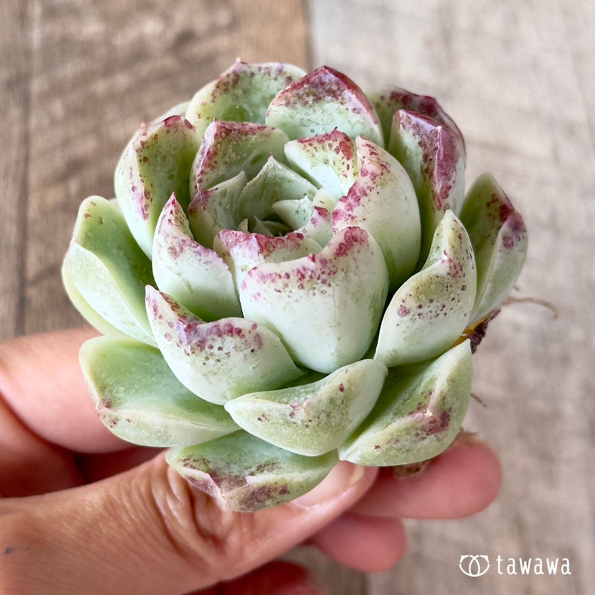 장미 달 그림자