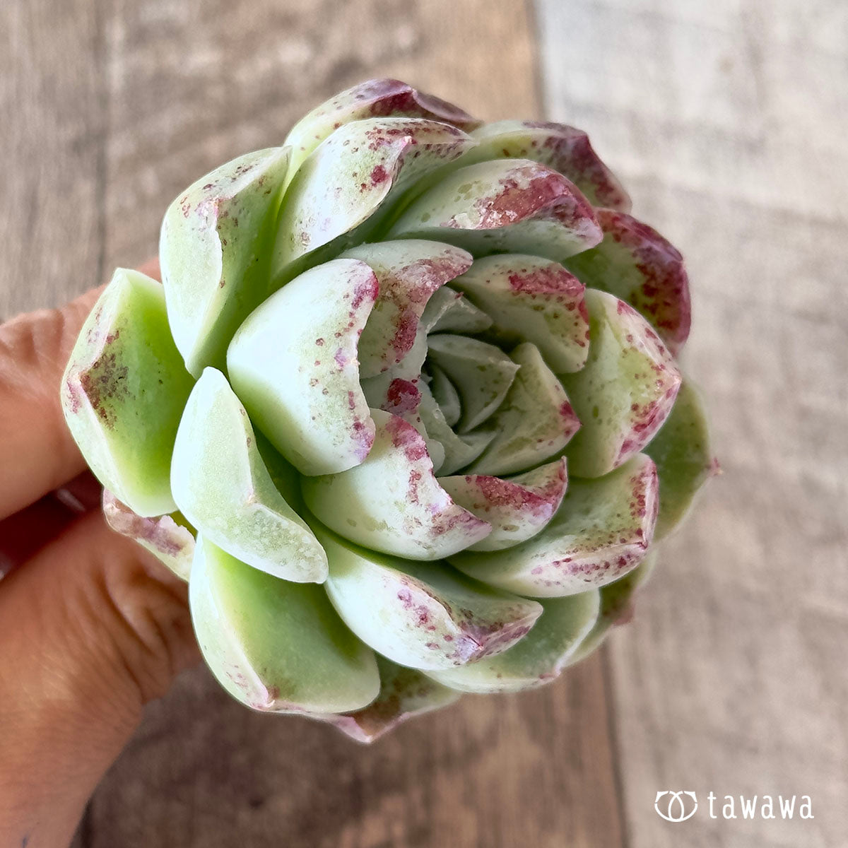 장미 달 그림자