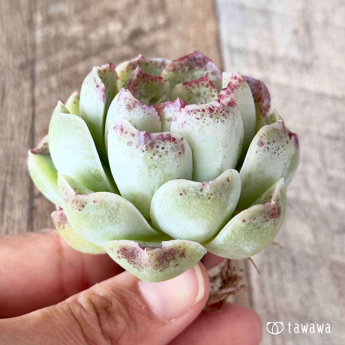 장미 달 그림자