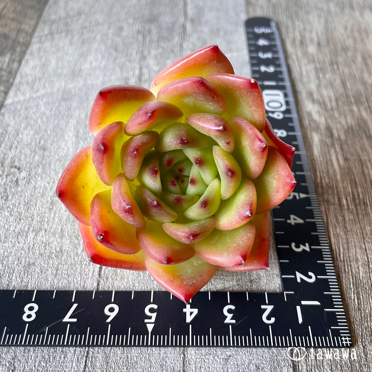 New Arrival* Cubic Frost
