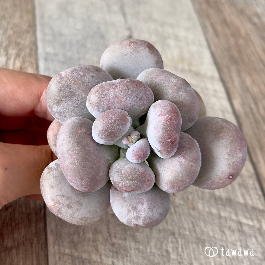 New Arrival* Cubic Frost