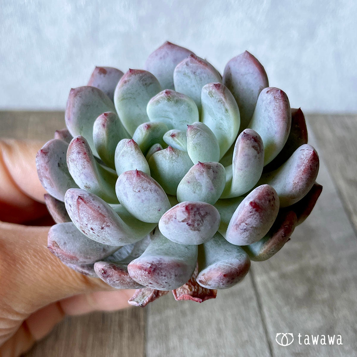 비얀트