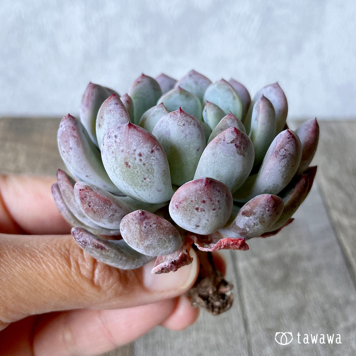비얀트