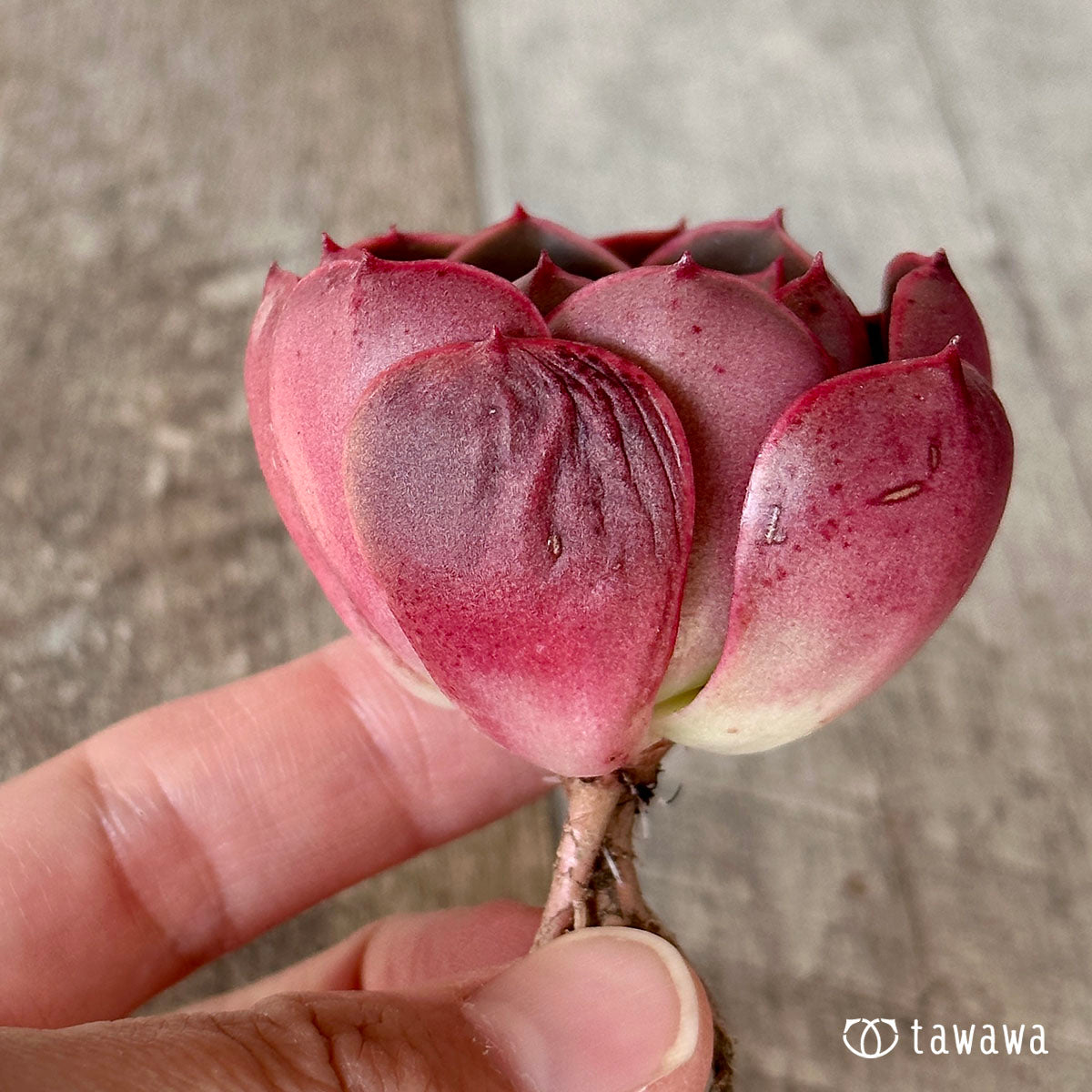 모란지