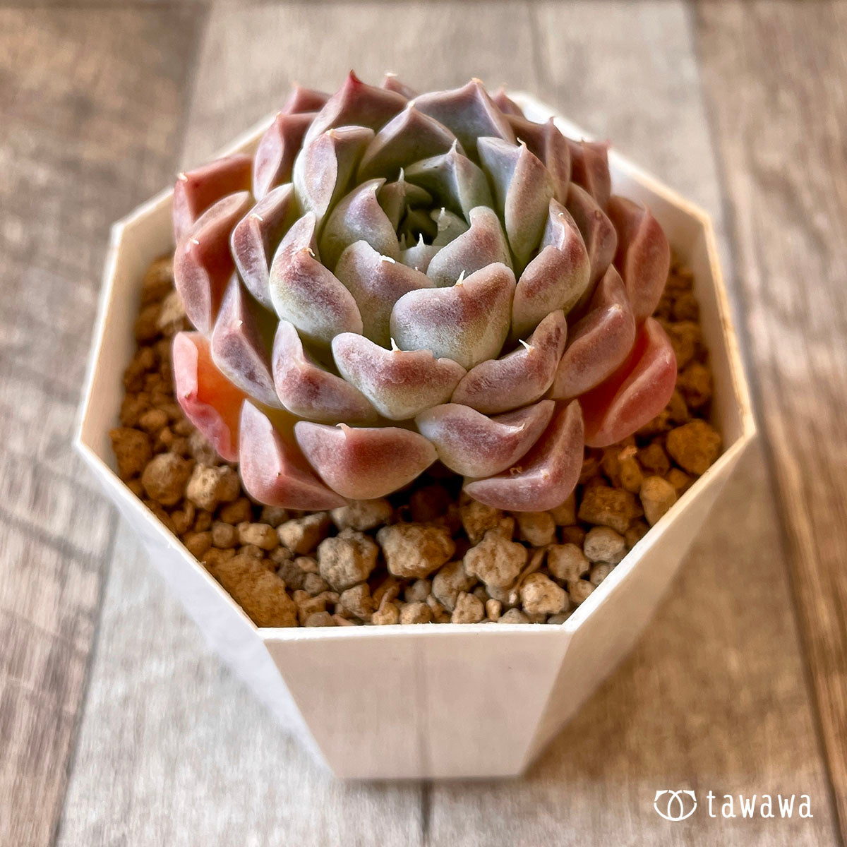아만다
