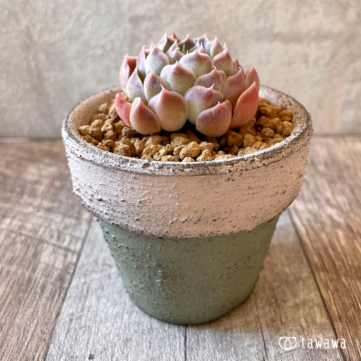 아만다