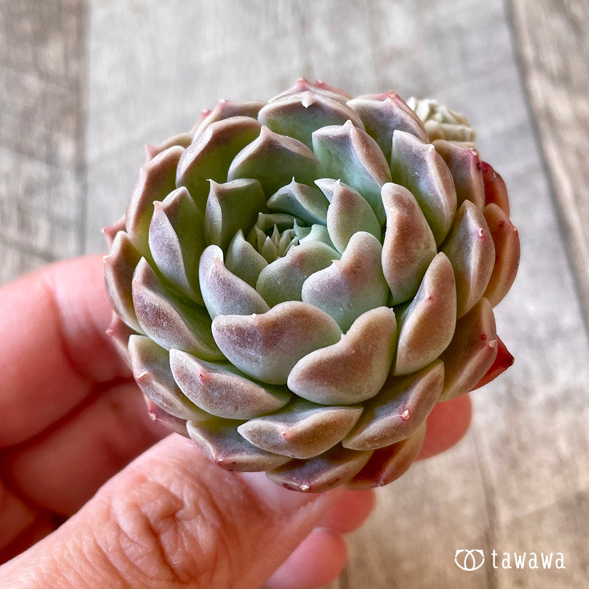 아만다