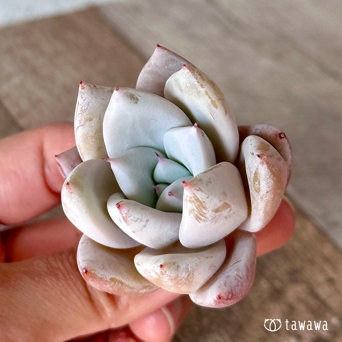 멕시칸 자이언트