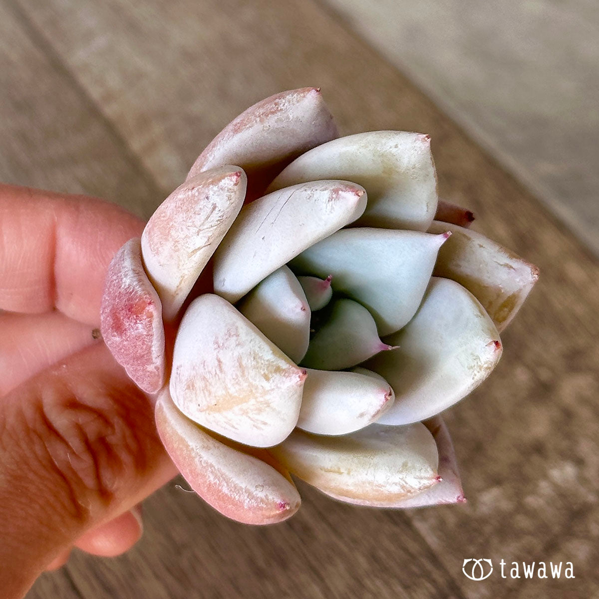 멕시칸 자이언트