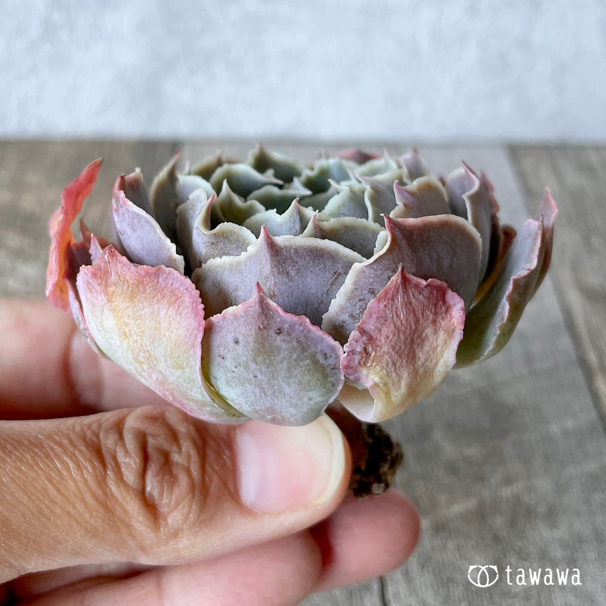 샤비아나 트라플루즈