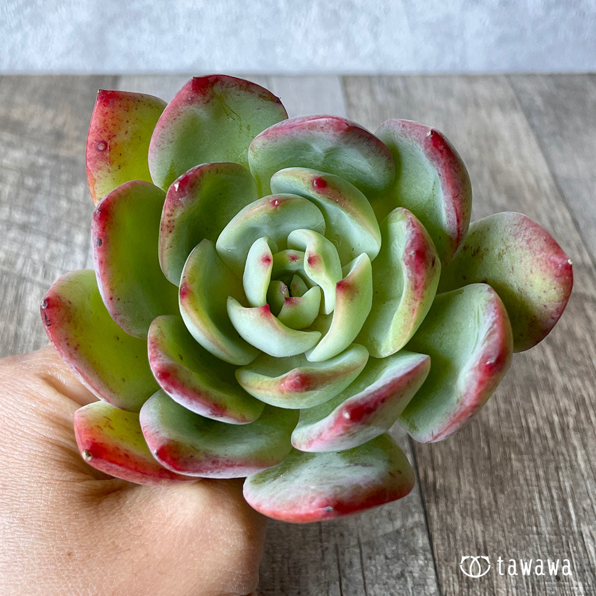 레드 글로우