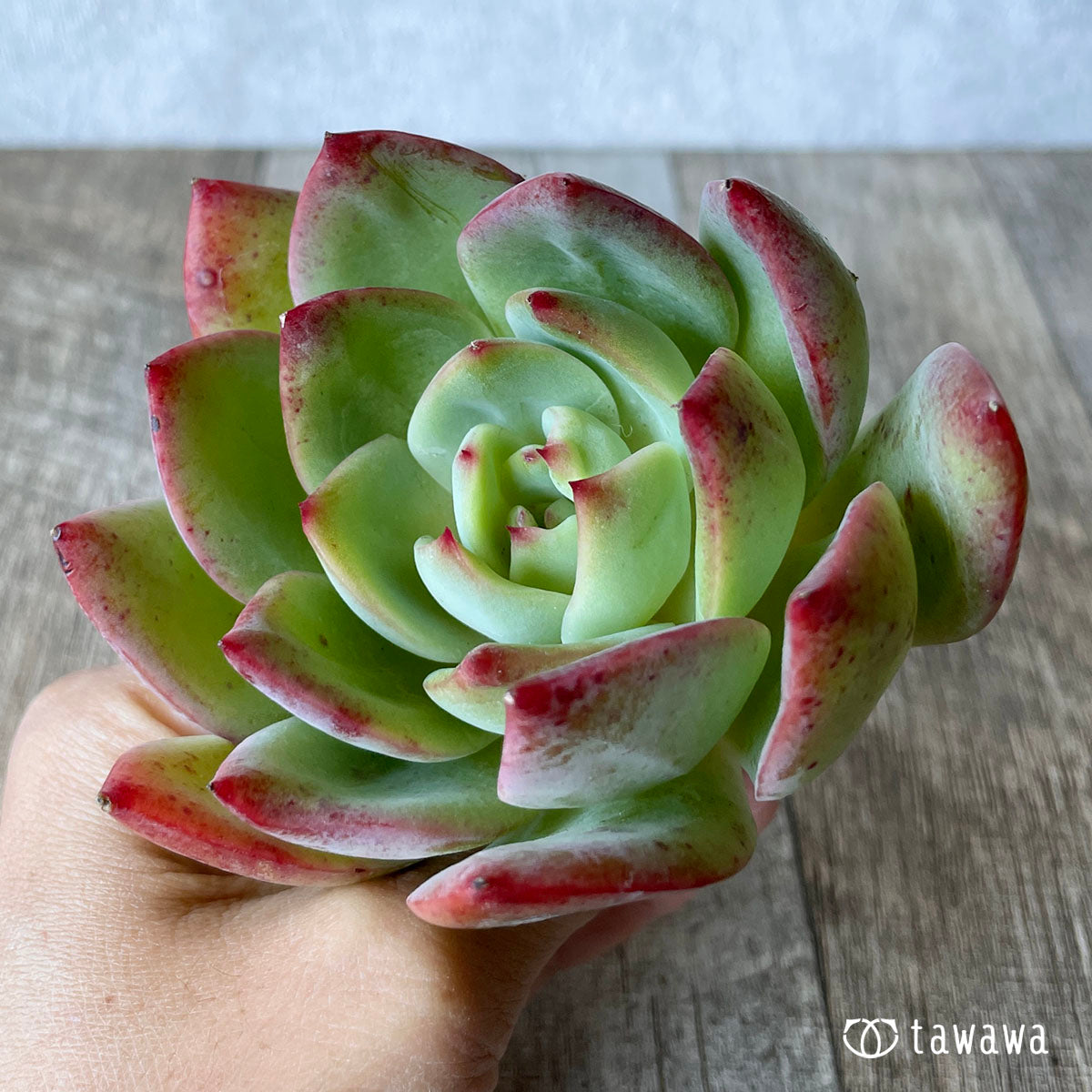 레드 글로우