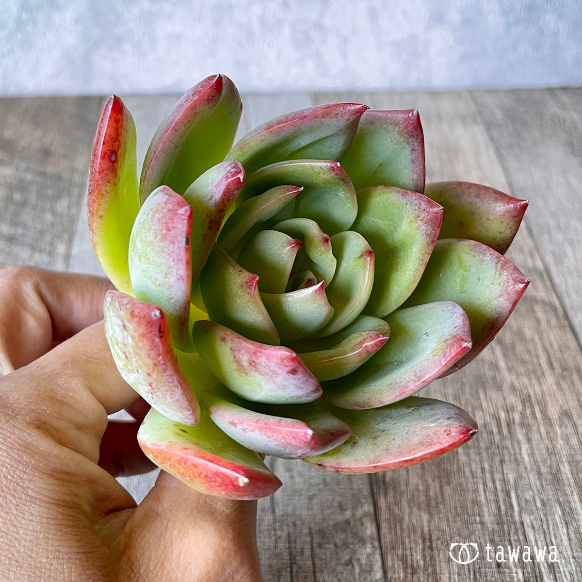 레드 글로우