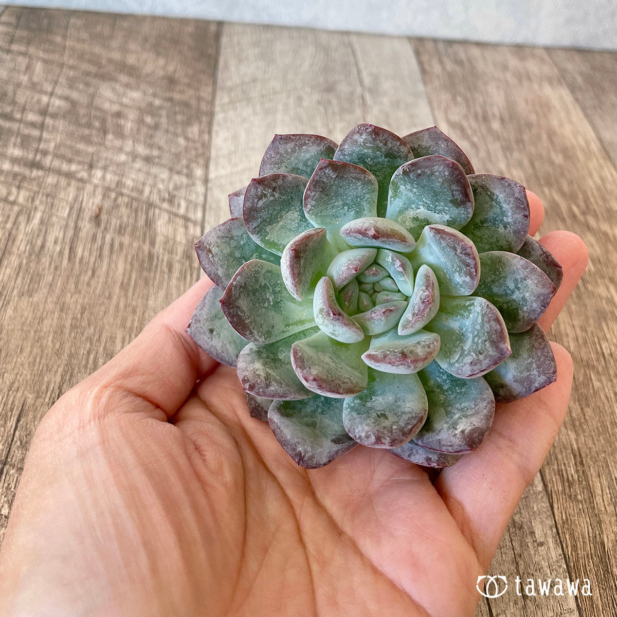 밀 클로즈
