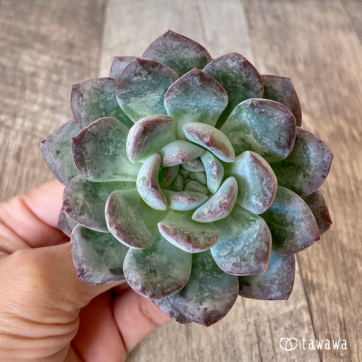 밀 클로즈