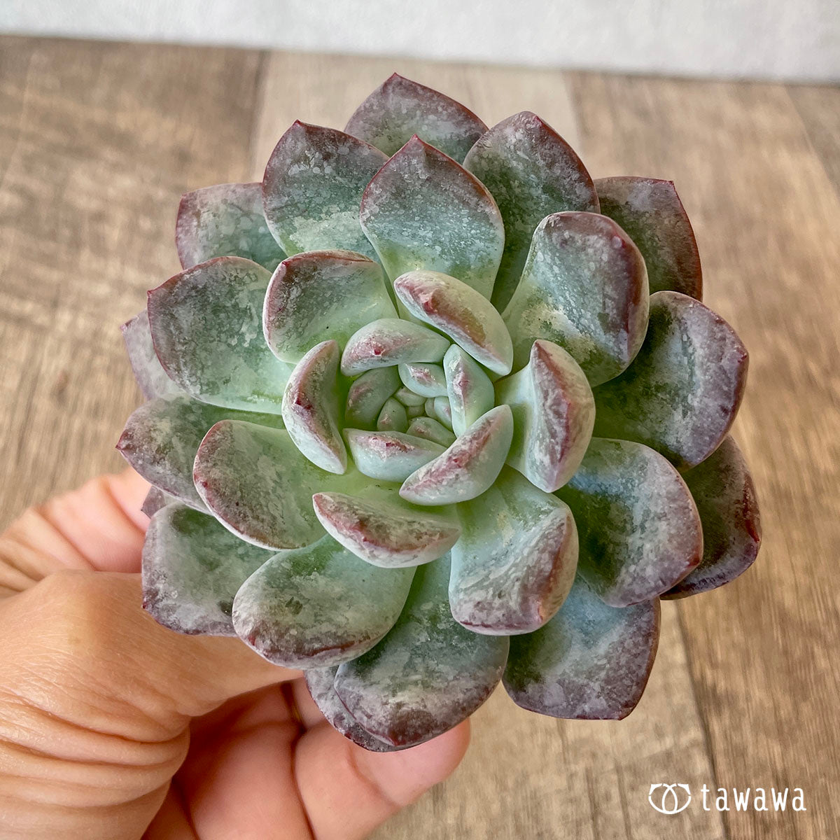 밀 클로즈